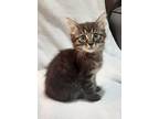 Toast, Domestic Mediumhair For Adoption In Melville, New York