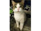 Juliet, Domestic Shorthair For Adoption In Kalamazoo, Michigan