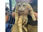 Floyd -- Bonded Buddy With Cheddar And Tyson, Domestic Shorthair For Adoption In