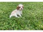 Cavalier King Charles Spaniel Puppy for sale in Springfield, MO, USA