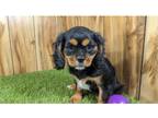 Cavalier King Charles Spaniel Puppy for sale in Springfield, MO, USA