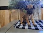 Great Dane Puppy for sale in Fort Wayne, IN, USA