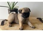 Pug Puppy for sale in South Bend, IN, USA