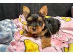 Yorkshire Terrier Puppy for sale in Wausau, WI, USA