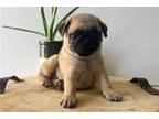 Pug Puppy for sale in South Bend, IN, USA