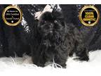 Shih Tzu Puppy for sale in Fort Wayne, IN, USA