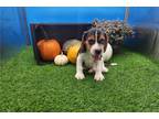 Beagle Puppy for sale in Evansville, IN, USA