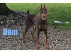 Doberman Pinscher Puppy for sale in Fort Wayne, IN, USA