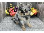 Pomeranian Puppy for sale in Fort Wayne, IN, USA