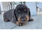 Mutt Puppy for sale in Evansville, IN, USA