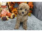 Cavapoo Puppy for sale in South Bend, IN, USA