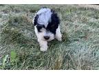 Mutt Puppy for sale in Battle Creek, MI, USA