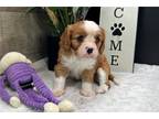 Cavalier King Charles Spaniel Puppy for sale in South Bend, IN, USA