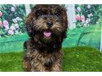 Shih-Poo Puppy for sale in Fort Wayne, IN, USA