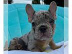 French Bulldog PUPPY FOR SALE ADN-825691 - AKC Jasper Adorable Male French