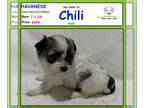 Havanese PUPPY FOR SALE ADN-825744 - Say Hello to Chili