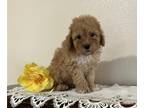 Poodle (Miniature) PUPPY FOR SALE ADN-825693 - Miniature Purebred Poodle Puppy