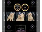 Goldendoodle (Miniature) PUPPY FOR SALE ADN-825610 - Cohen F1B