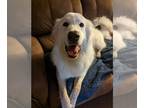 Great Pyrenees DOG FOR ADOPTION ADN-825687 - Purebred Great Pyrenees