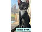 James Bond, Domestic Shorthair For Adoption In Parlier, California