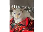 White Castle, Domestic Shorthair For Adoption In Catoosa, Oklahoma