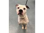 Ghost Boy, American Pit Bull Terrier For Adoption In Richmond, Virginia