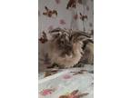 Steven, Lionhead For Adoption In Waynesboro, Virginia