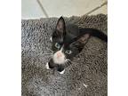 Shenandoah, Domestic Shorthair For Adoption In Houston, Texas