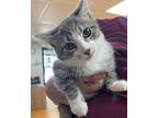 Maraca, Domestic Shorthair For Adoption In Kingston, New York