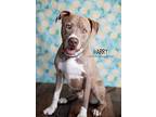 Harry, American Pit Bull Terrier For Adoption In Littleton, Colorado