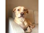 Daisy, Labrador Retriever For Adoption In Holland, Michigan