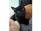 Natasha, Domestic Shorthair For Adoption In Bensalem, Pennsylvania