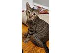 Macha, Domestic Shorthair For Adoption In Philadelphia, Pennsylvania