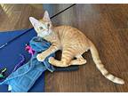 Dough, Domestic Shorthair For Adoption In Belton, Texas