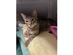 Willow, Domestic Shorthair For Adoption In Cottonwood, Arizona