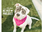 Anjali, American Pit Bull Terrier For Adoption In Kansas City, Missouri