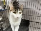 Queen, Domestic Shorthair For Adoption In Satellite Beach, Florida