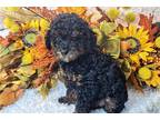 Mutt Puppy for sale in Jonesboro, AR, USA