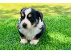 Miniature Australian Shepherd Puppy for sale in Fort Smith, AR, USA