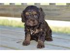 Cock-A-Poo Puppy for sale in Joplin, MO, USA