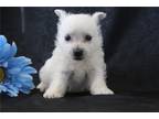 West Highland White Terrier Puppy for sale in Mansfield, OH, USA