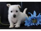 West Highland White Terrier Puppy for sale in Mansfield, OH, USA