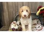 Cock-A-Poo Puppy for sale in Little Rock, AR, USA