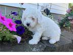 Mutt Puppy for sale in Battle Creek, MI, USA