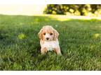 Cock-A-Poo Puppy for sale in South Bend, IN, USA