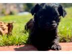 Yorkshire Terrier Puppy for sale in Greenville, SC, USA