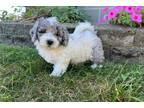 Mutt Puppy for sale in Battle Creek, MI, USA