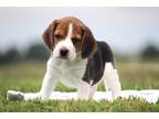 Beagle Puppy for sale in Joplin, MO, USA