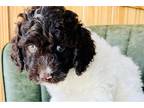 Labradoodle Puppy for sale in Fort Wayne, IN, USA