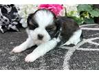 Shih Tzu Puppy for sale in South Bend, IN, USA